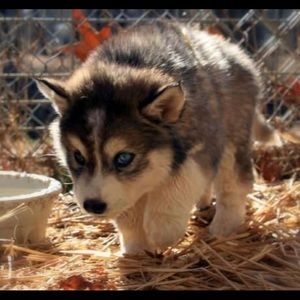 Meet your Posher, Omar